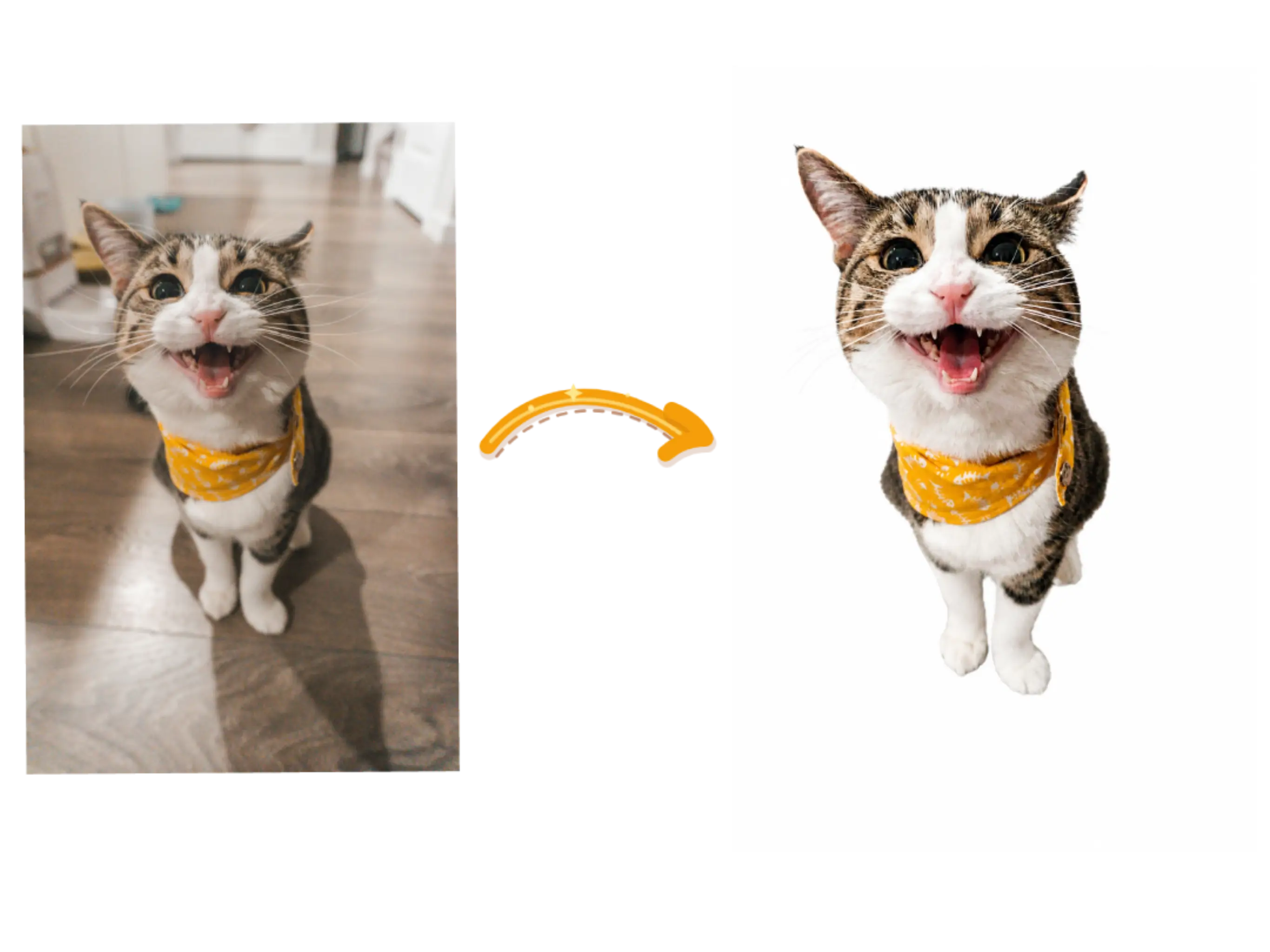 A cat photo before and after its background is removed and replaced with white