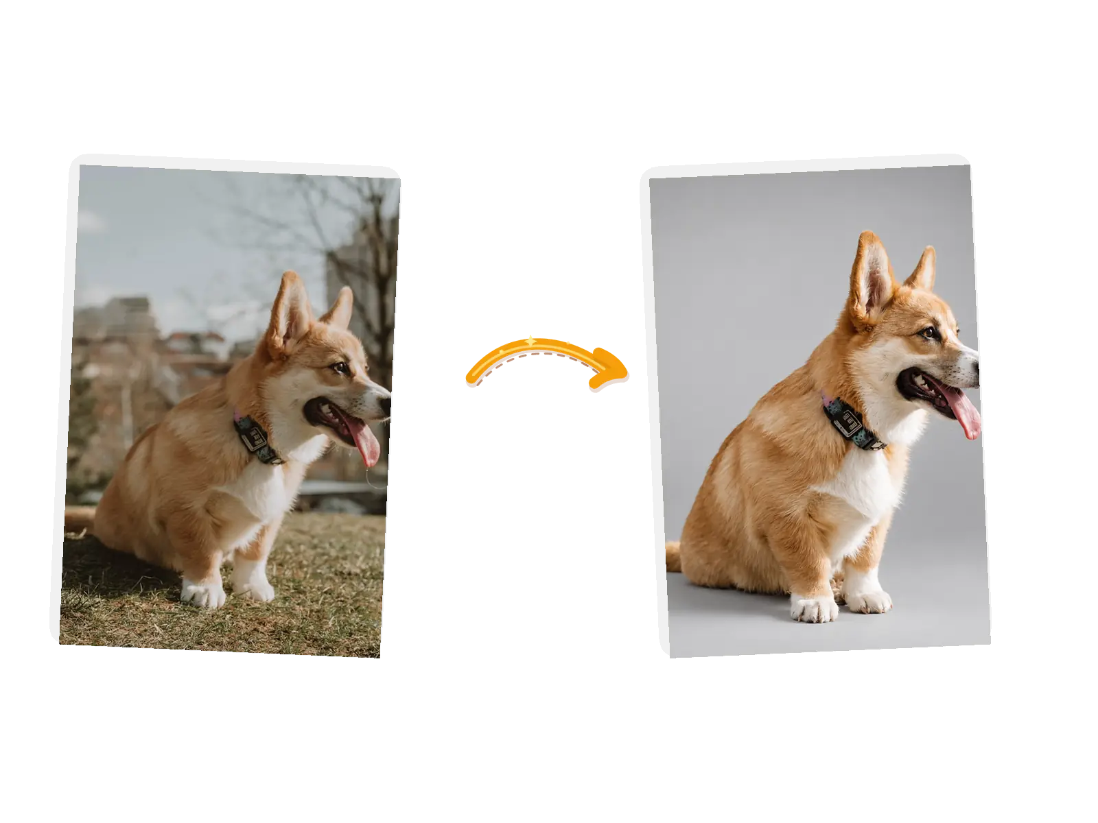 The corgi edit: the park background becomes a smooth gray studio backdrop while the dog and its pose stay