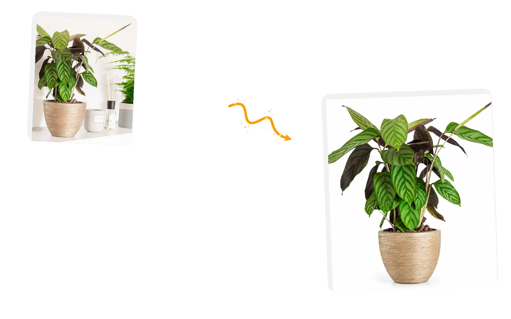 A potted plant leaves the crowded shelf behind for a clean white listing shot