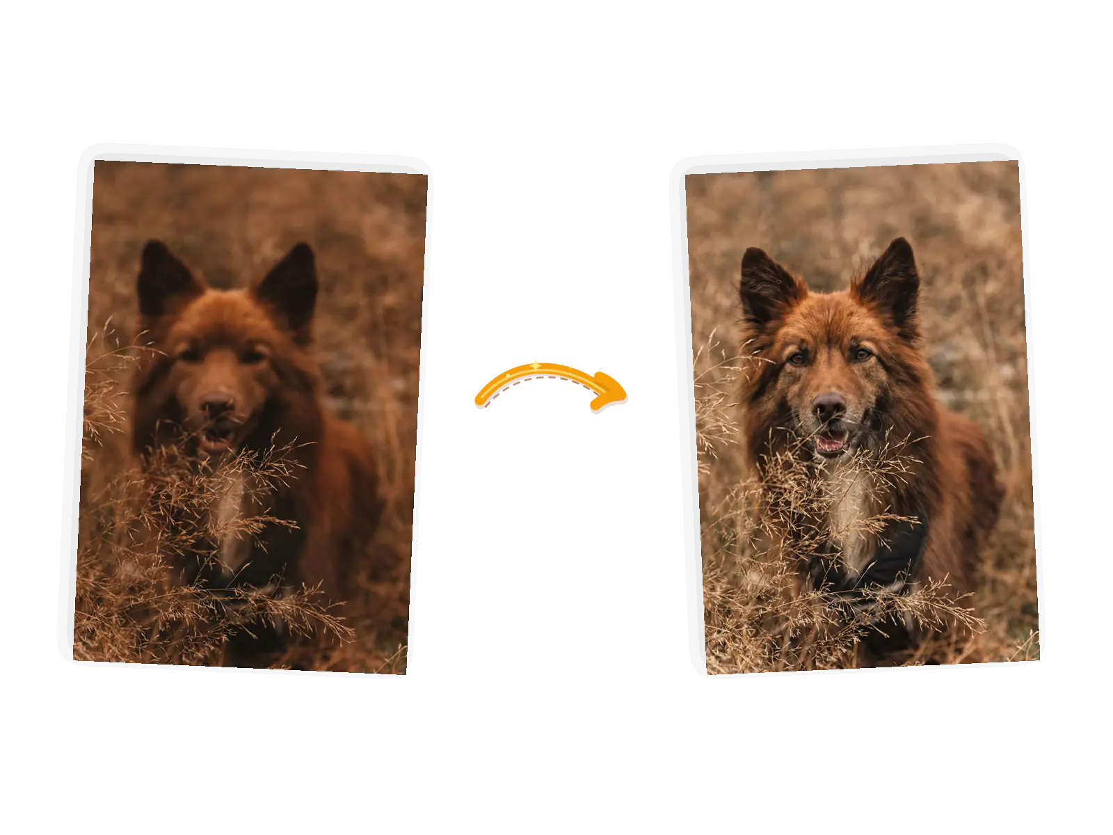 The sharpen edit: the same dog in the same field with its face and fur in focus