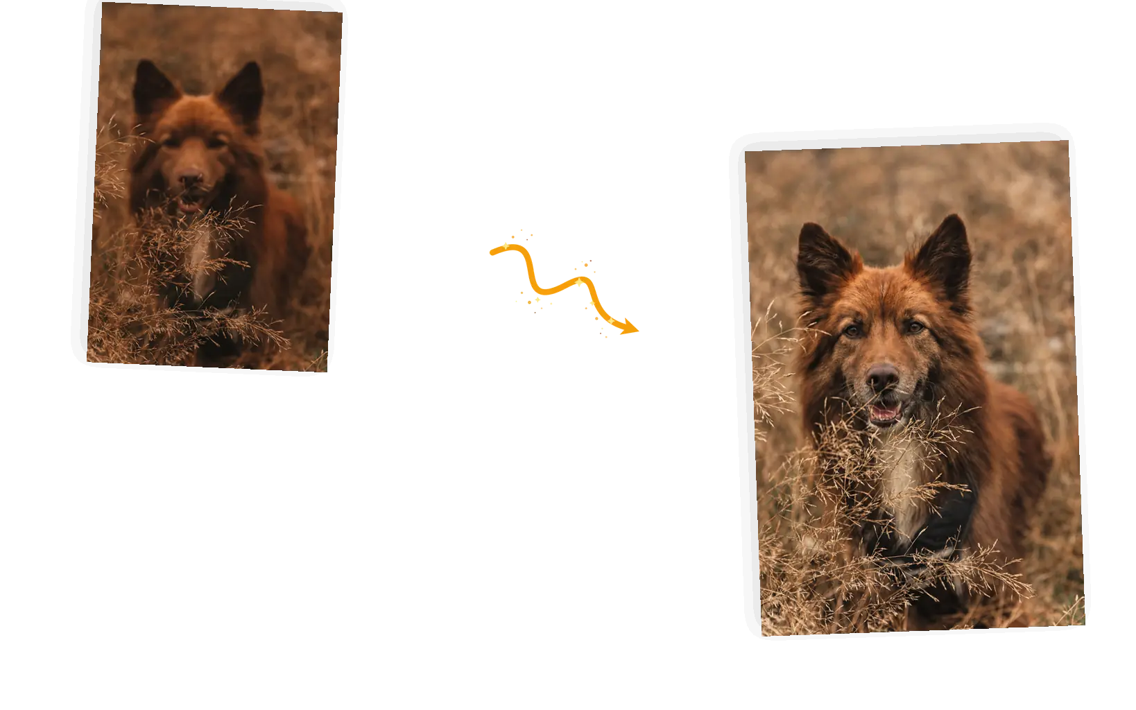 The kept subject: the same dog, pose, and field after the focus was recovered